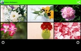 Flowers Wallpapers screenshot 5