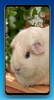 Guinea Pig Wallpaper HD screenshot 12