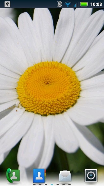 Daisies Live Wallpaper - Preview 4