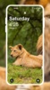 Lion HD Wallpaper screenshot 8