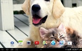 Katzen Live Wallpaper screenshot 6
