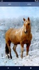 Majestic Horse Live Wallpaper screenshot 2