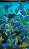 Tropical Fish Live Wallpaper screenshot 3