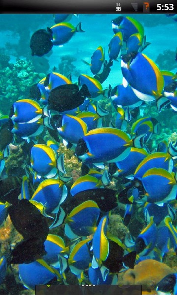 Tropical Fish Live Wallpaper - Preview 3