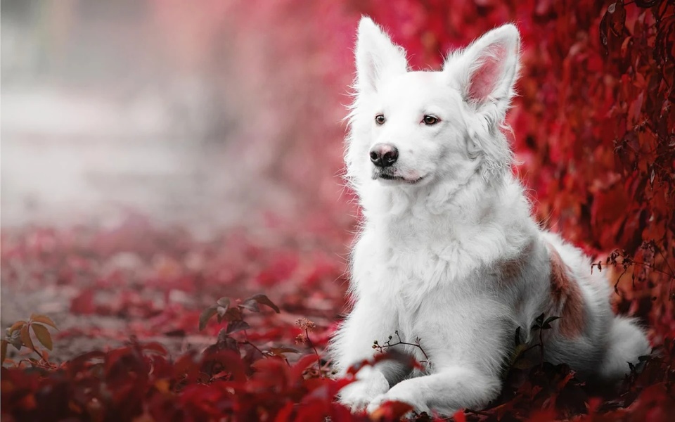 Dogs Puzzle - Preview 1