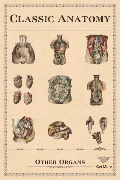 Classic Anatomy - Preview 3