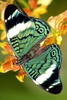 Butterfly Wallpaper screenshot 6