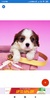 Puppy Wallpapers: HD images, Free Pics download screenshot 4