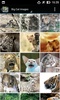 BigCatBG: Big Cat Wallpapers screenshot 23