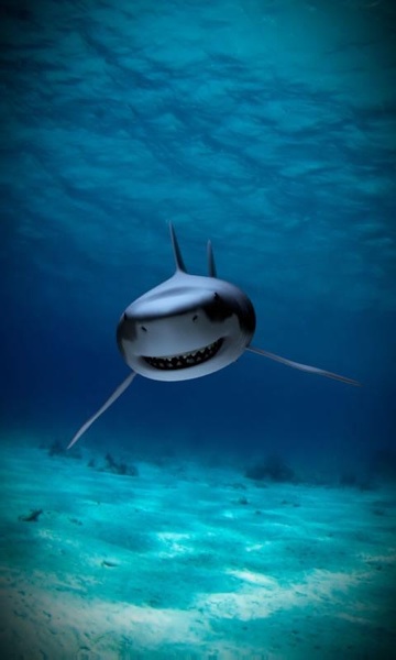 Killer shark live wallpaper - Preview 2