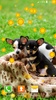 Puppies Live Wallpapers screenshot 5