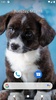 Cute Dog Wallpaper screenshot 1