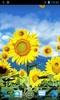 Sunflower screenshot 1