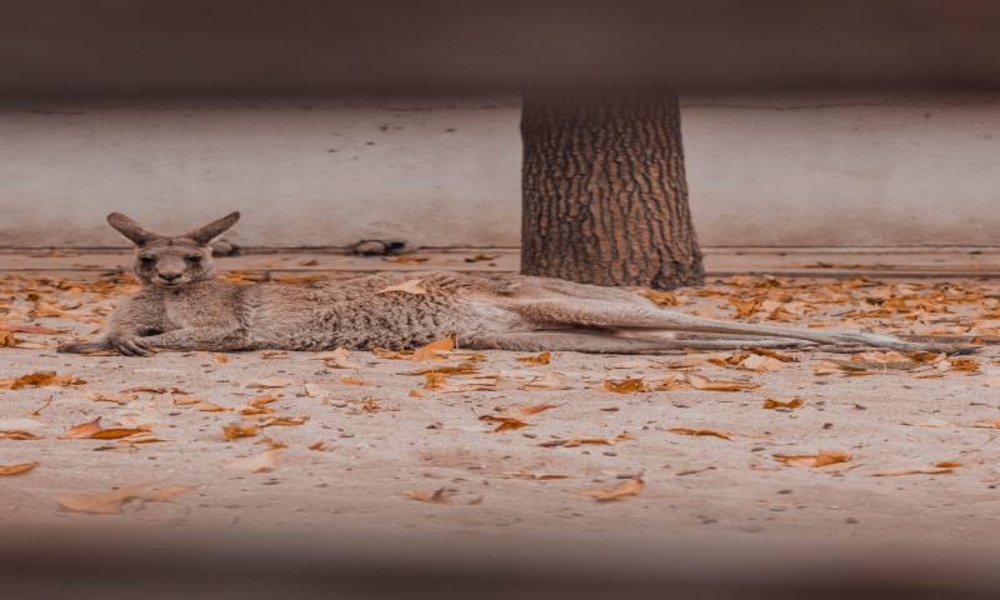 Animal pictures more than 400 pictures 4k - Preview 2
