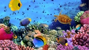 Ocean Fish Live Wallpaper screenshot 9