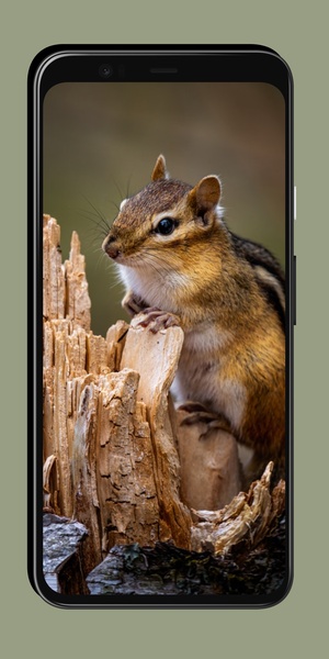 Chipmunk Wallpaper - Preview 5