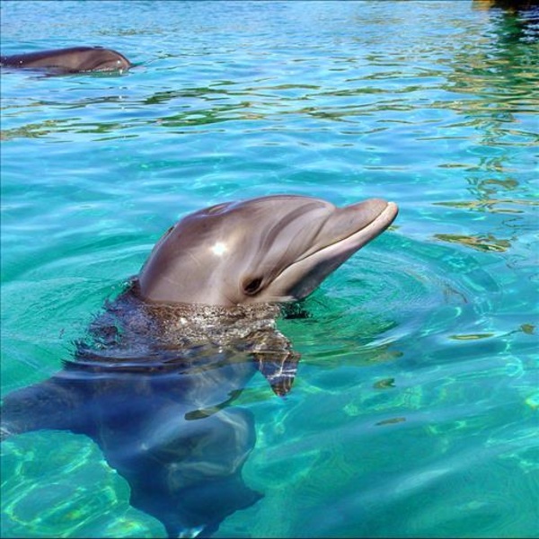 Dolphin - Preview 1