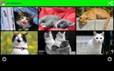 Cats Wallpapers screenshot 6