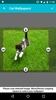 Cat Wallpapers! screenshot 2
