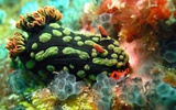해양 생물 퍼즐 screenshot 2