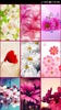 Spring Flowers Live Wallpaper screenshot 2