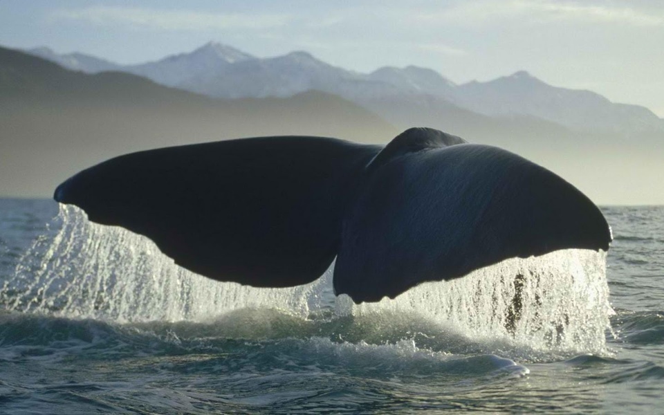 Whale Live Wallpaper - Preview 1