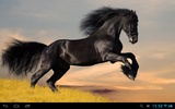 Horses live wallpaper screenshot 1