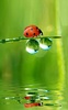 Ladybug Live Wallpaper screenshot 4