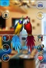 Talking Parrot Couple Free screenshot 2