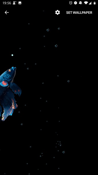 Betta Fish Live Wallpaper - Preview 5