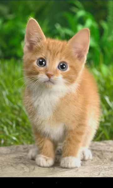 Q Kitten - Preview 4