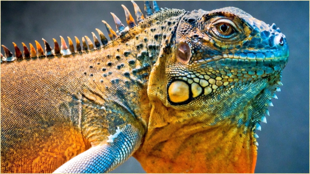 Reptiles Images - Preview 3