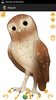 Disegna Owls screenshot 9