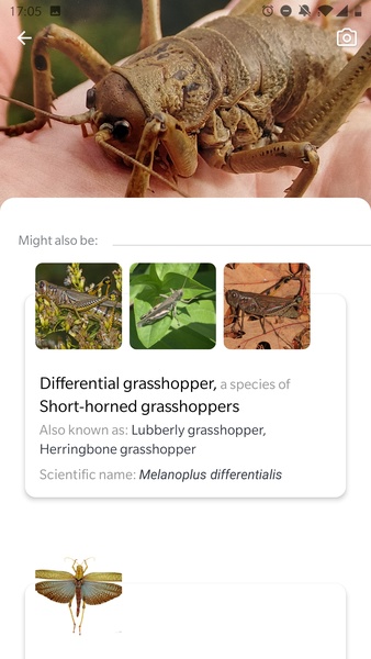Picture Insect - Insect Id Pro - Preview 4