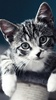 Kitty Cat Live Wallpaper screenshot 4