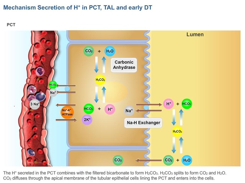 Physiology Learning Pro - Preview 5