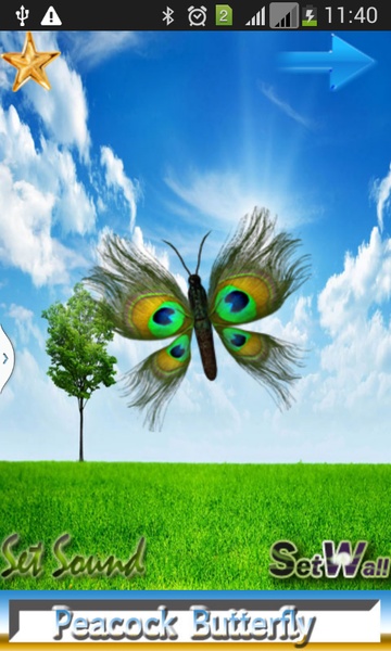 Butterfly Peacock - Preview 7