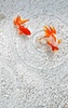 Gold Fish Live Wallpaper screenshot 7