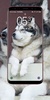 Siberian Husky Wallpaper screenshot 2