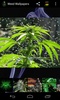 Weed Wallpapers screenshot 2