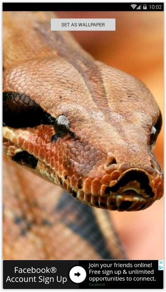 HD Snake Wallpapers - Preview 3