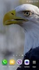 Eagle 3D Video Live Wallpaper screenshot 8
