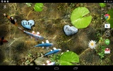 Koi Free Live Wallpaper screenshot 7