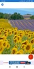 Sunflower HD Wallpapers screenshot 7