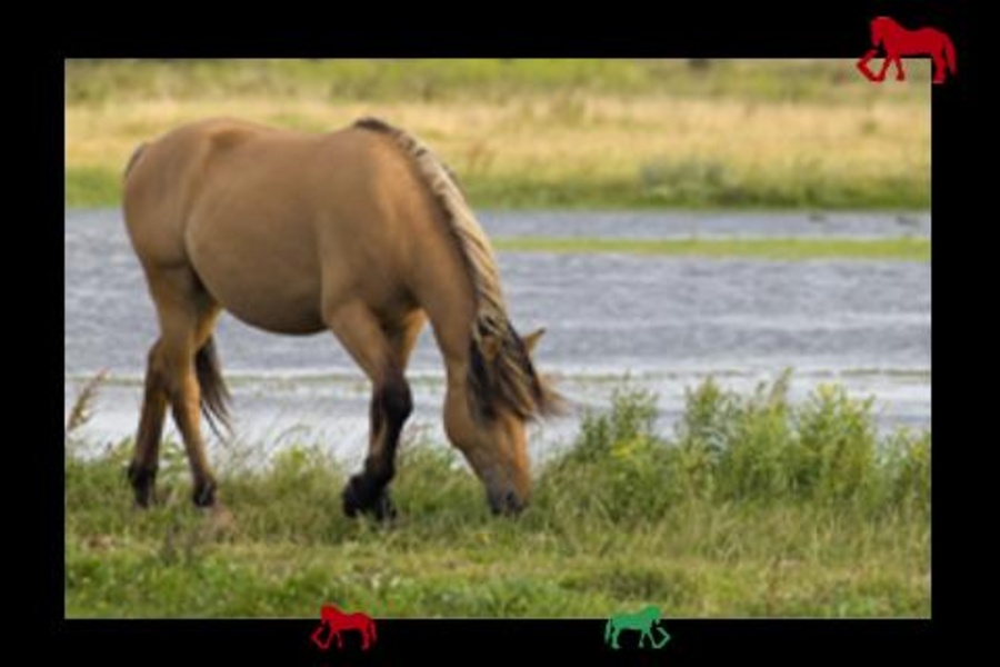 mybabyloveshorses - Preview 11