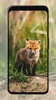 Fox Wallpapers screenshot 4