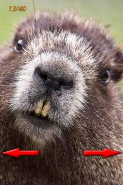 Funny Animals Photo - Preview 6