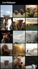 Cow Wallpapers screenshot 7