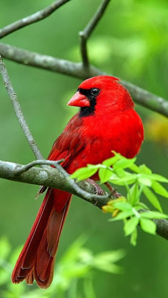 Birds Live Wallpaper - Preview 3