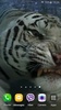 Tiger Video Live Wallpaper screenshot 10